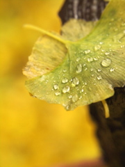 秋雨