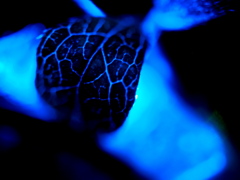 Blueイルミネーション