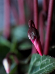 冬の花