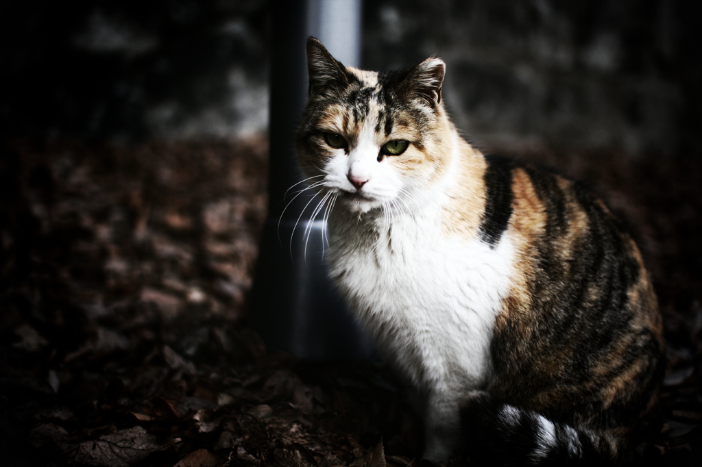 京の野良猫