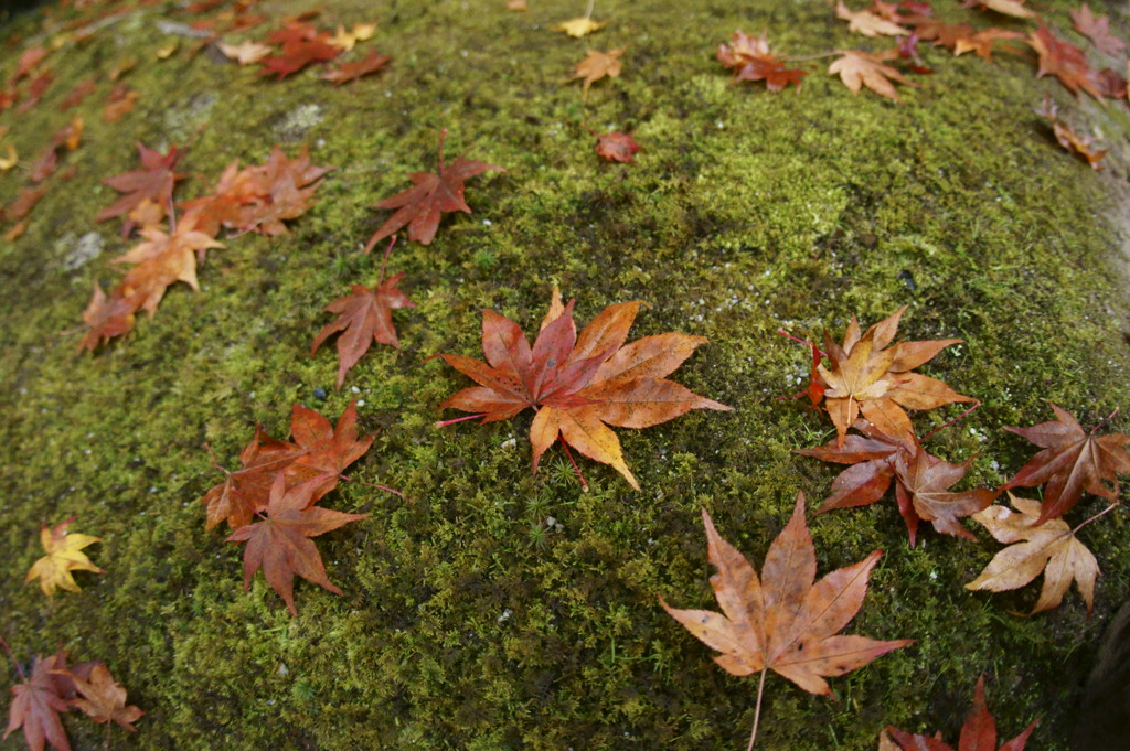 紅葉