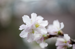 ひだまりの寒桜