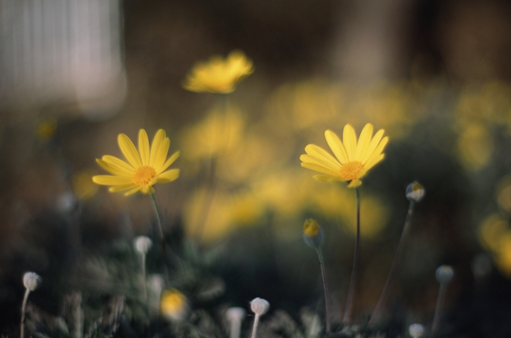 川沿いの花