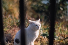 江ノ島の猫様