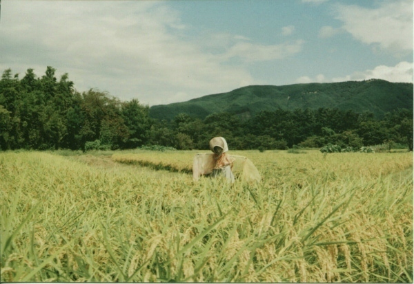 かかし