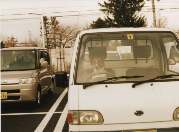 犬の運転手