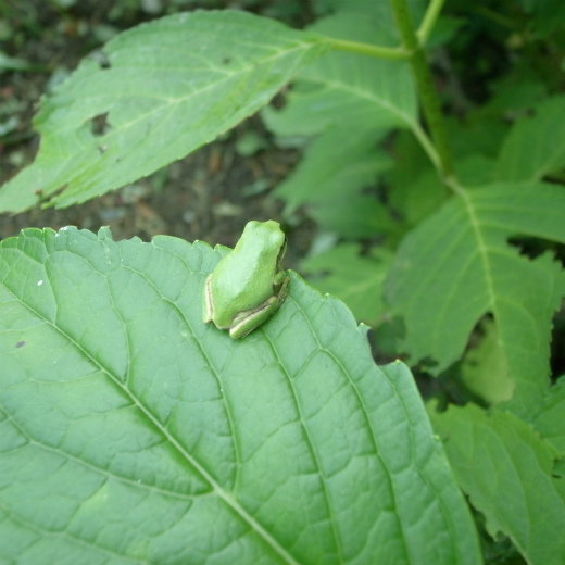 かえる