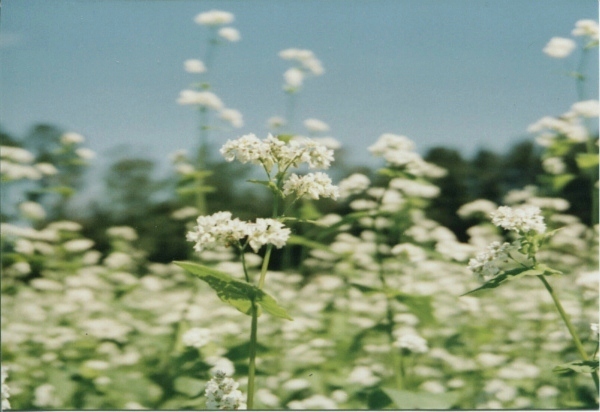 そばの花