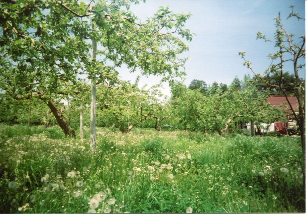 リンゴの木とたんぽぽ