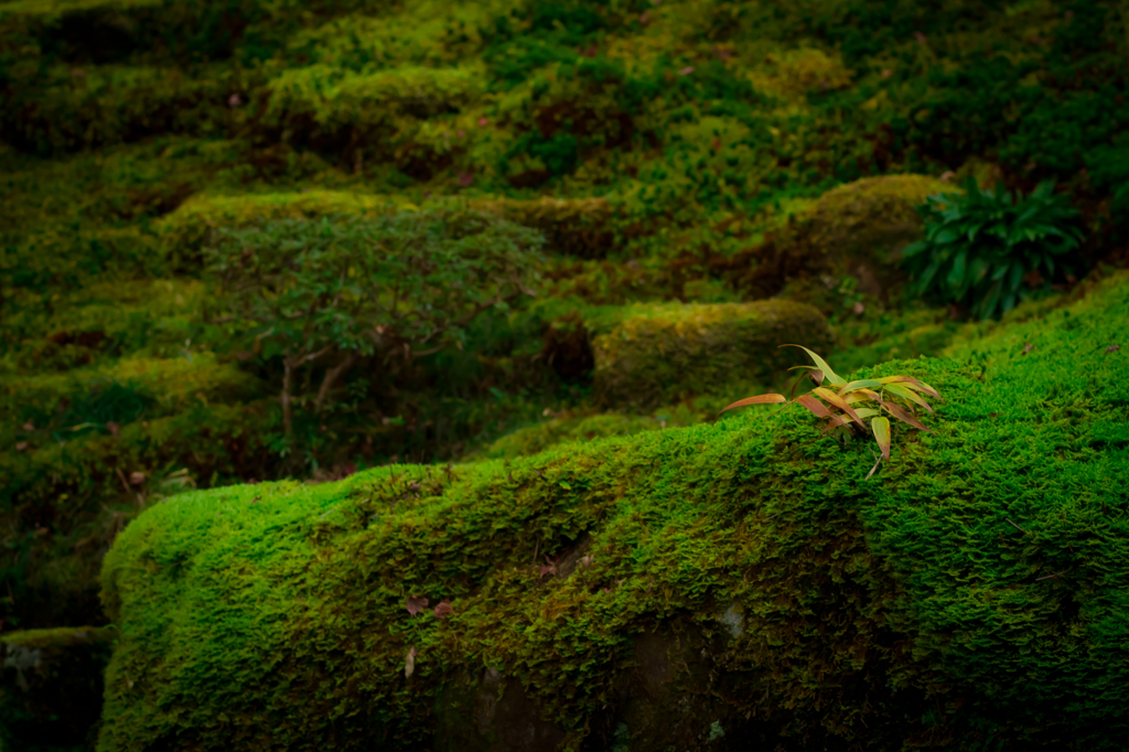 mossy garden