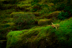 mossy garden