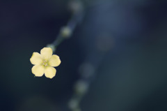 a small flower