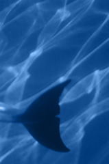 Dolphin's Dream