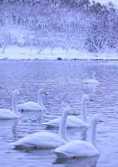 swan's lake