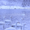 swan's lake