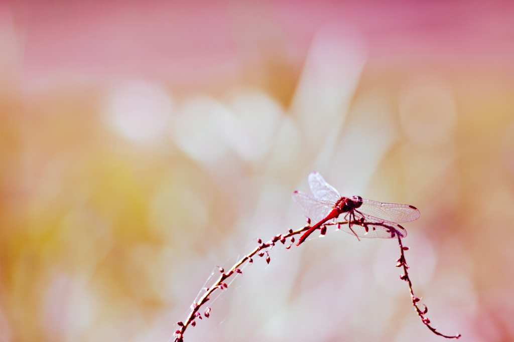 autumn dream