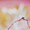 autumn dream