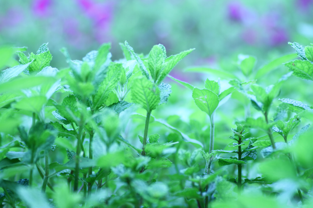 ミントの森