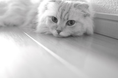 猫目線^^
