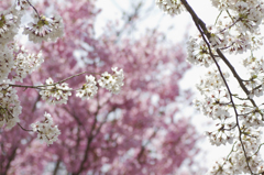 sakura × sakura