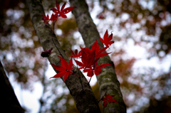 紅さす秋