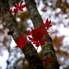 紅さす秋