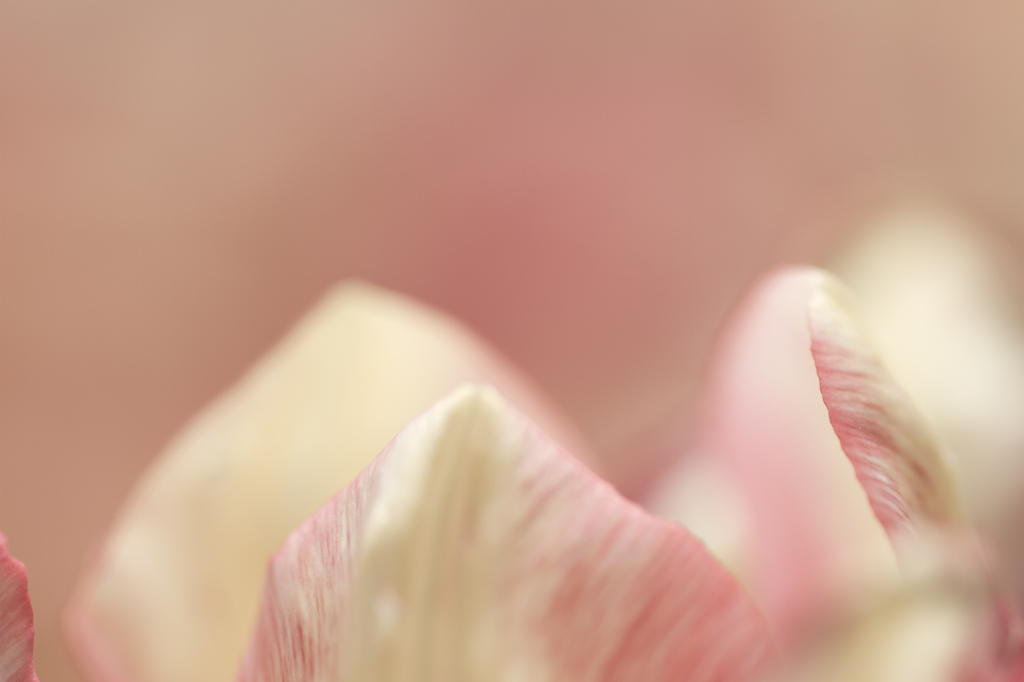 いちごばにら