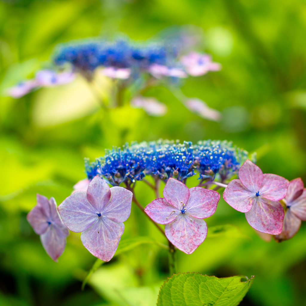 花冠