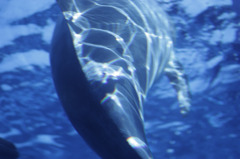 Grand Bleu ～一緒に