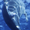 Grand Bleu ～一緒に