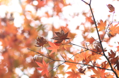 枯れ紅葉