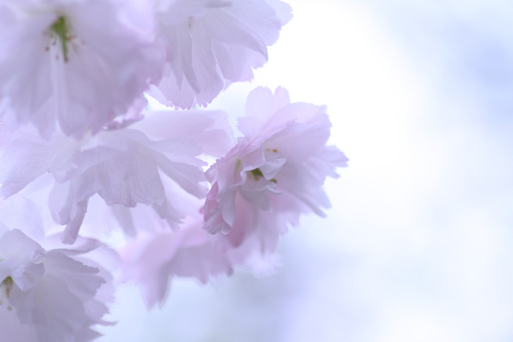 空に浮かぶ花