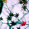 紅一葉