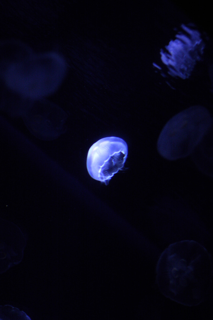 海の月