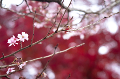 冬桜、紅葉とともに