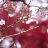 冬桜、紅葉とともに