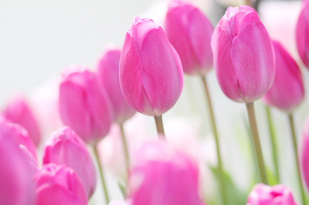 pink pink pink