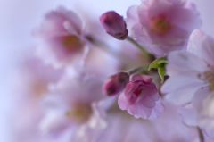 spring has come