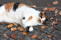 遊んで
