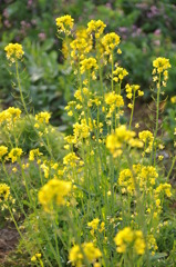 菜の花