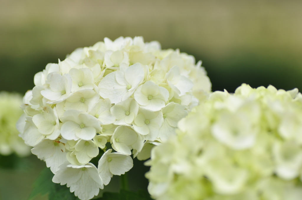 紫陽花-white-