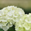 紫陽花-white-