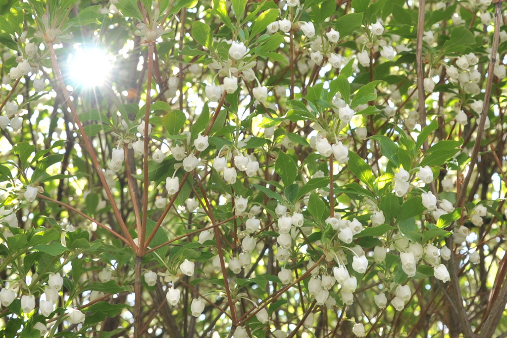 White bells
