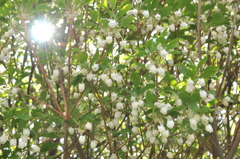 White bells