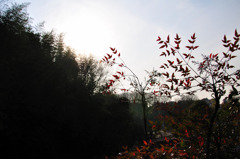 The Red Leaves.