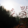 The Red Leaves.