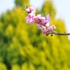 春