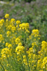 菜の花畑