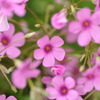 PINK!