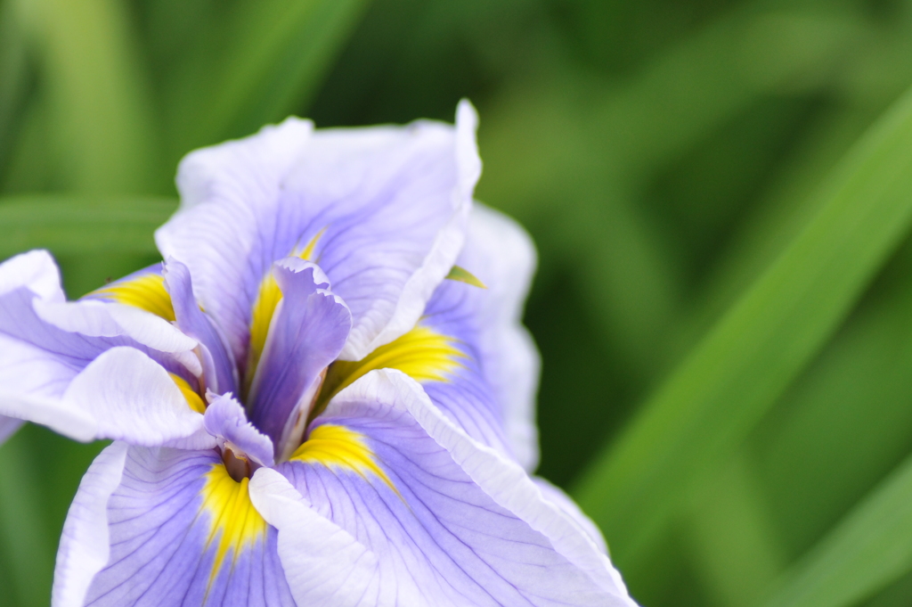 花菖蒲　